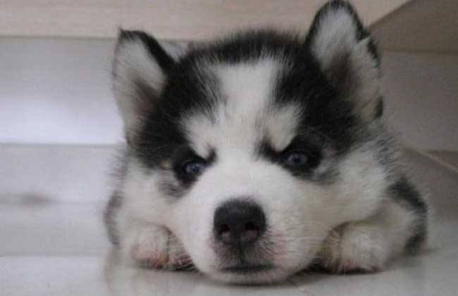 狗粮加自制狗粮一起喂好吗,狗粮与自制狗饭一起喂