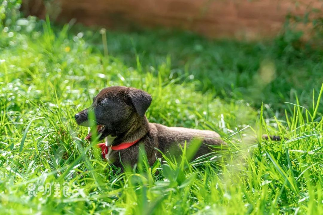 昆明高原明珠牛头宴,昆明附近哪里有世外桃源