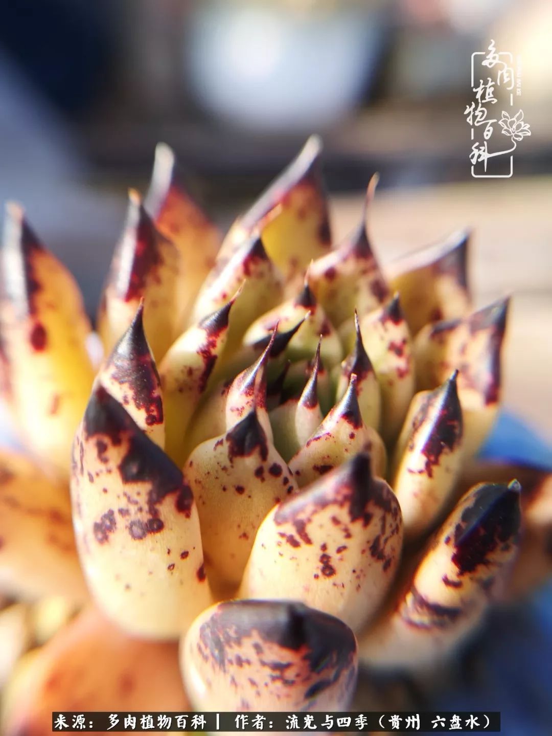 养多肉这几点新手必要知道,在养多肉的路上越走越远