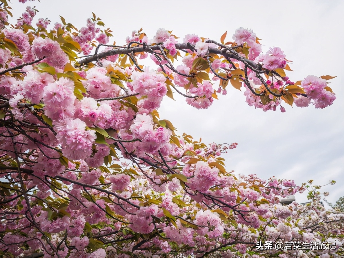 大阪旅游自由行详细攻略,大阪旅游攻略自由行攻略