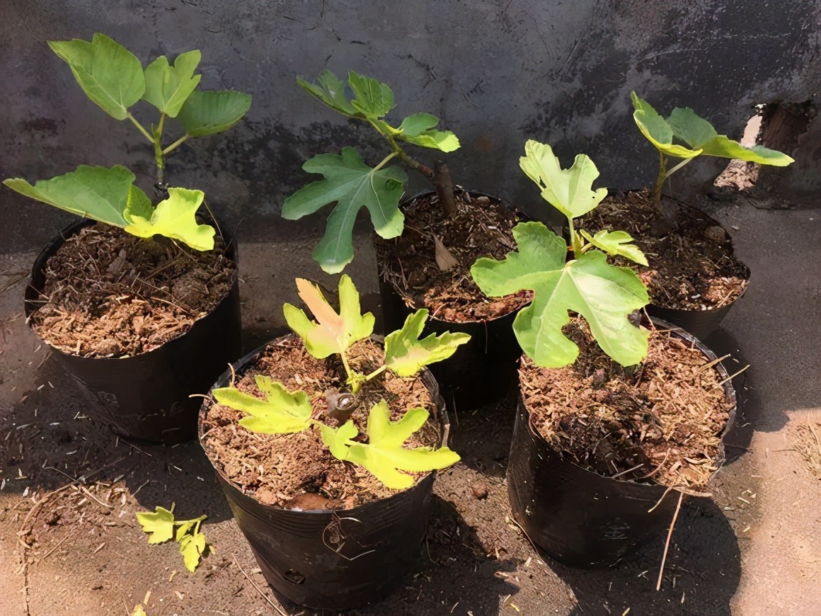 一根枝条插土里怎么生根,下山老桩扦插生根最快方法