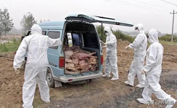 普通大蒜可以在猪场预防非洲猪瘟是真的吗?