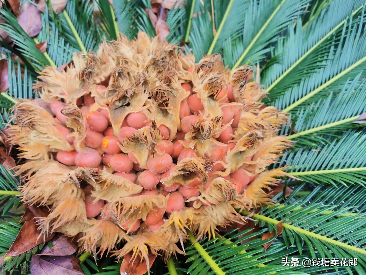 铁树叶子发黄什么原因呢,铁树叶子发黄的原因以及解决方法