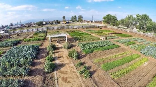 农庄经营模式一年能赚100万,农庄里什么项目最赚钱呢