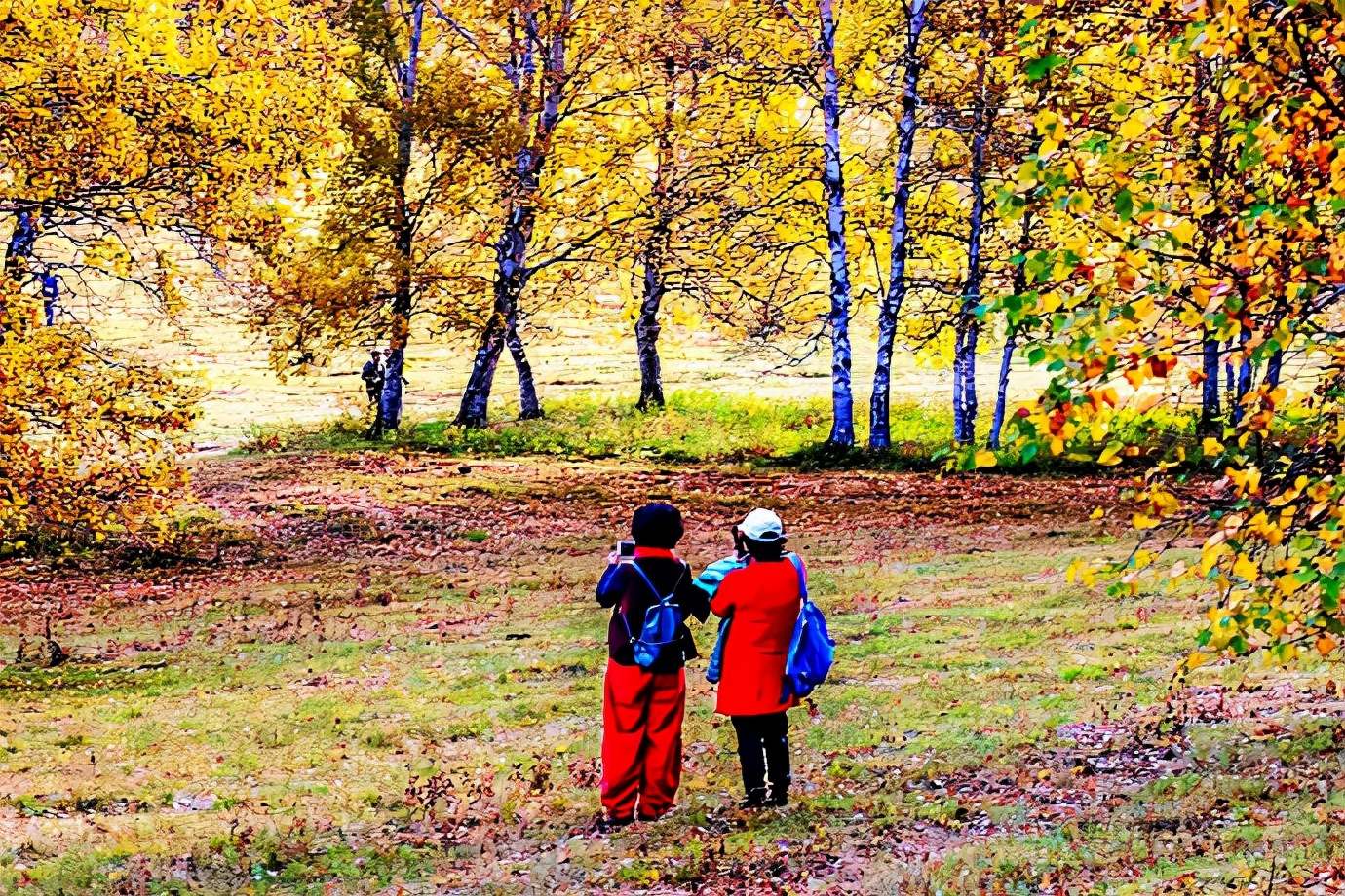 秋季最美的白桦林风景,坝上草原白桦林秋色图片