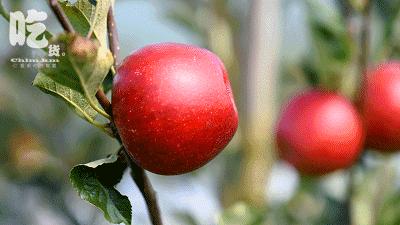 昆明采摘一日游,昆明采摘游