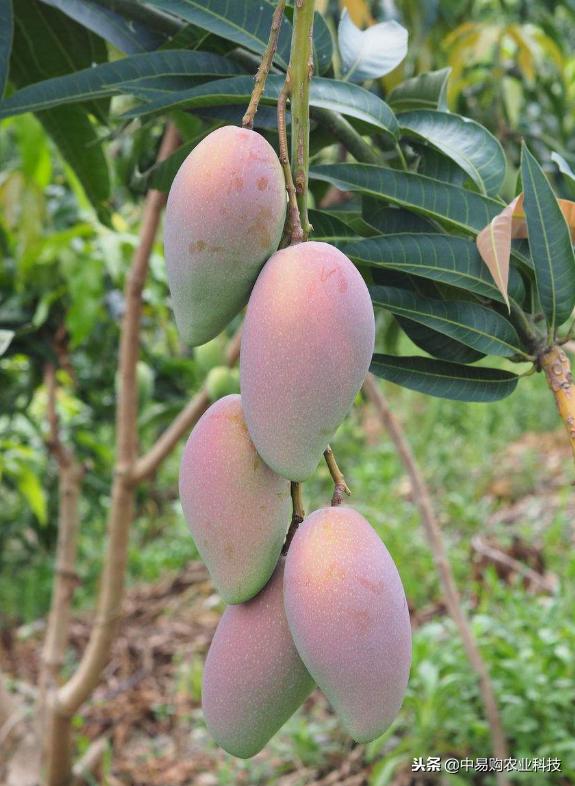 芒果树防霜冻最好的技术,芒果苗受冻表现