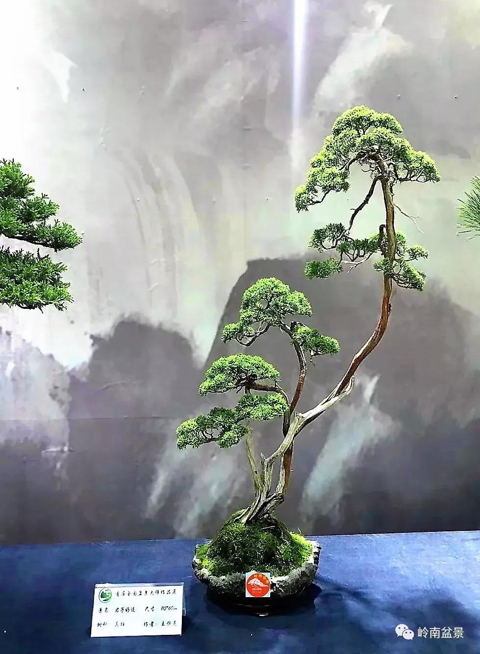 苍劲古朴挺拔有力的老桩盆景欣赏,老态龙钟盆景作品欣赏