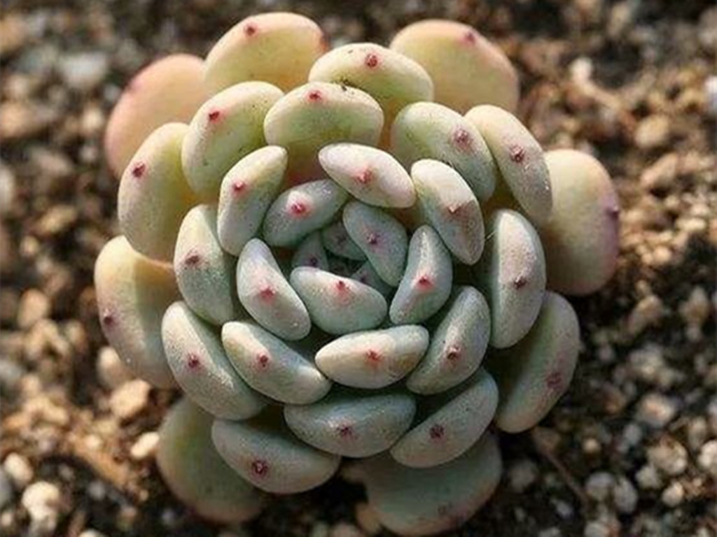 网购回来的多肉化水怎么办,多肉网购回来如何处理