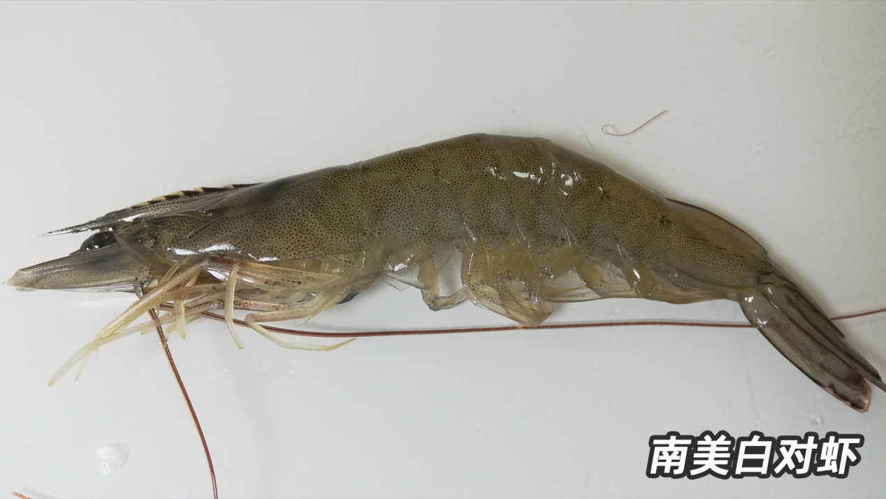 基围虾由什么得名,基围虾真的是品种名么