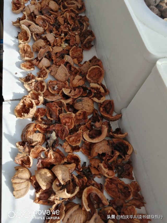 核桃皮厚核桃仁剥不出来怎么办,巧剥核桃上锅蒸的妙招