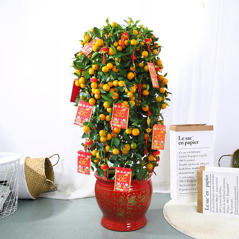 过年好看的年宵花,传统年宵花有哪些