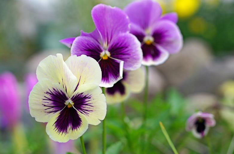 三色堇开花颜色,三色堇花语爱与勇气