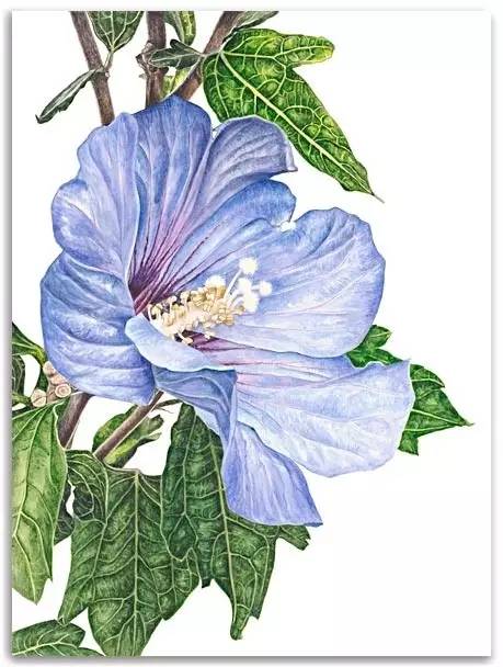 超写实绘画真实吗,超写实的植物绘画