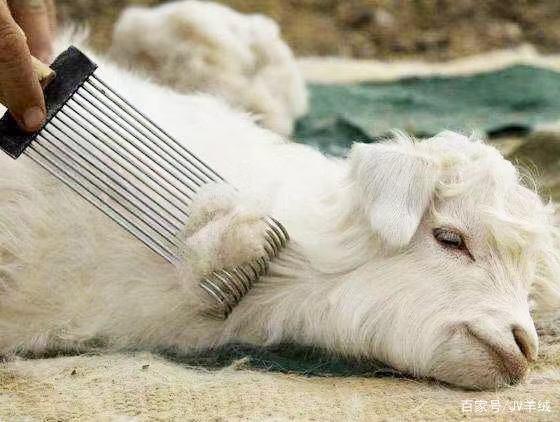 羊绒贵不贵,羊绒很贵吗