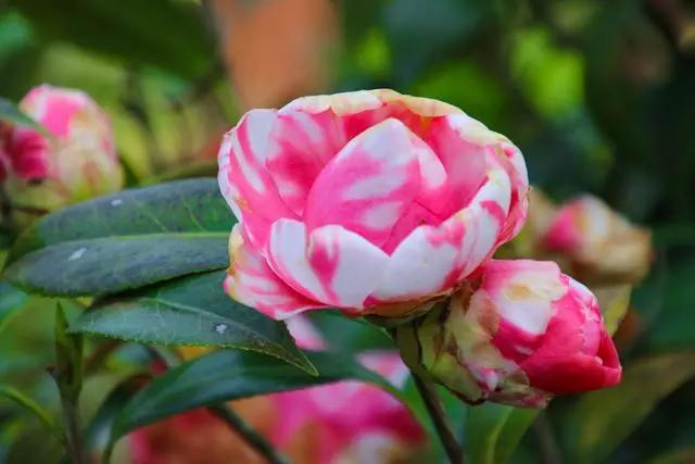 疫情过后一起来踏青吧,疫情过后一起去山花浪漫处