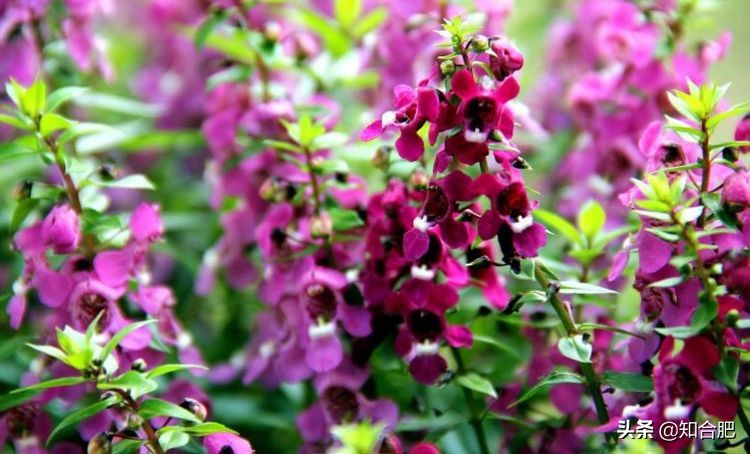 合肥国庆假期去哪玩三日游,国庆安徽三日游