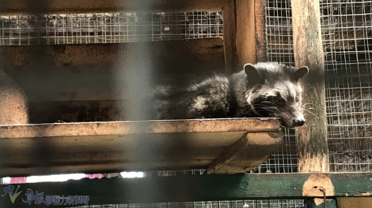 爪哇惊奇,二十万隆麝香猫咖啡园