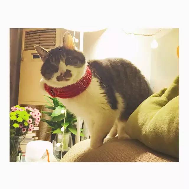 她救下一只得皮肤病脾气巨差的猫咪，花了两个月变身软萌美喵