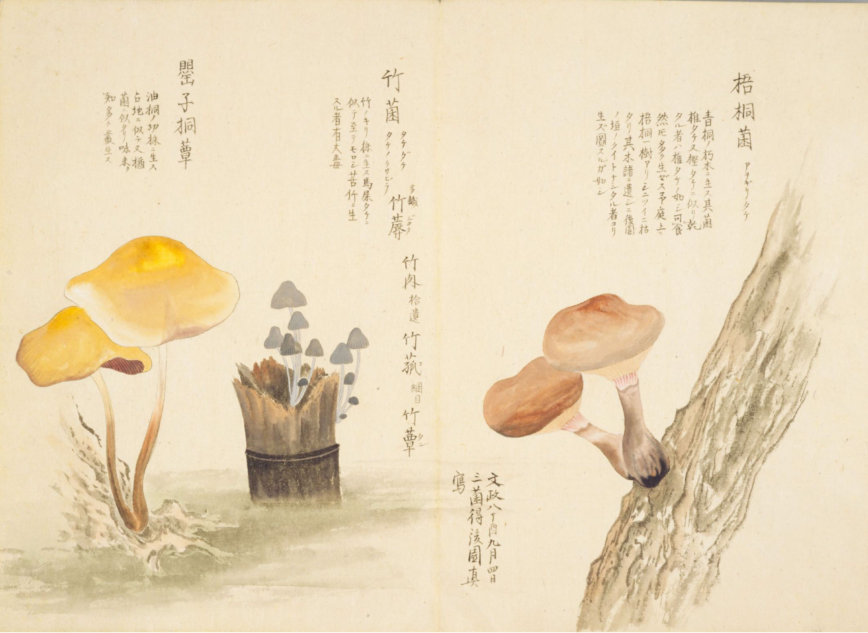 各种多彩菌图片大全,意式野菌图片大全