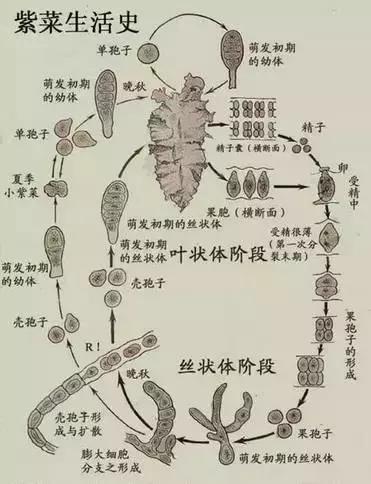 海苔和紫菜,到底是不是一种东西?