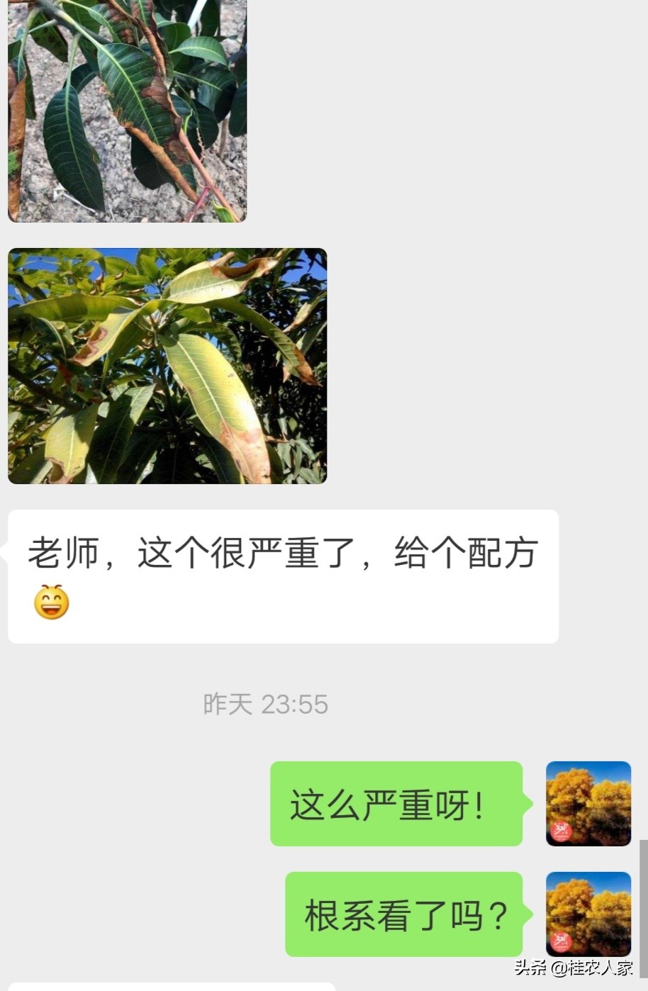 为了解决种植芒果朋友遇上的难题,马上做出芒果病害解决方案