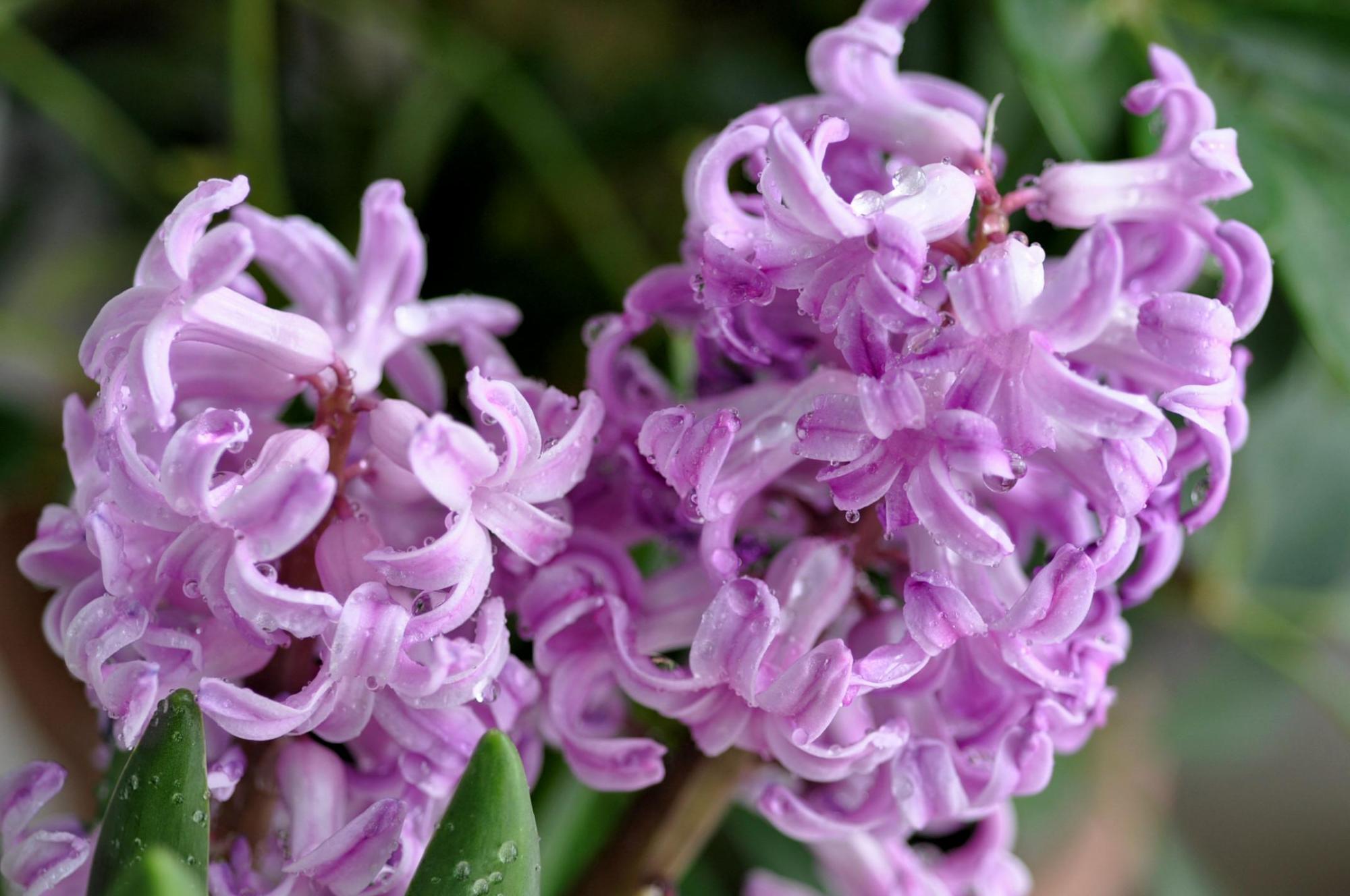 风信子开完花后可以栽培吗,风信子开完花后能剪掉吗