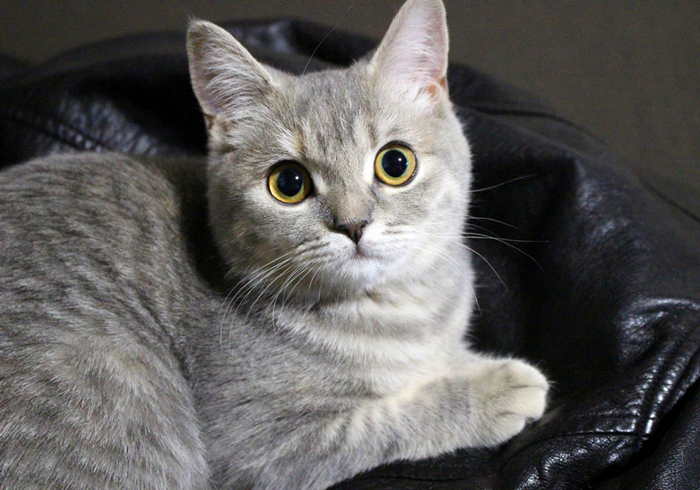 猫咪脊椎骨裂会瘫痪吗,猫咪脊椎错位会导致歪头吗