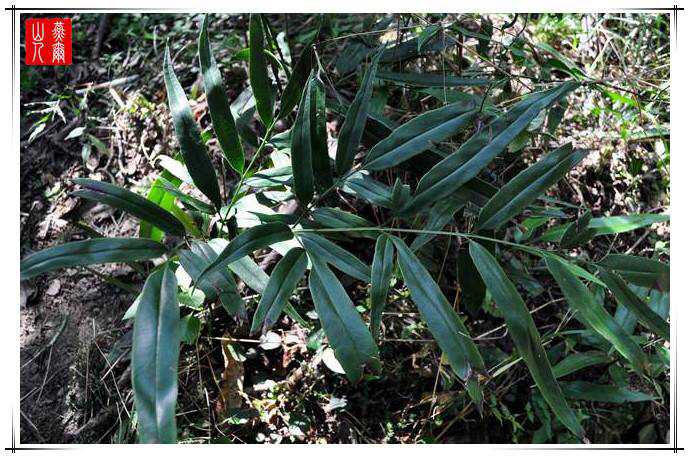 中药凤尾草,中药材凤尾草别名