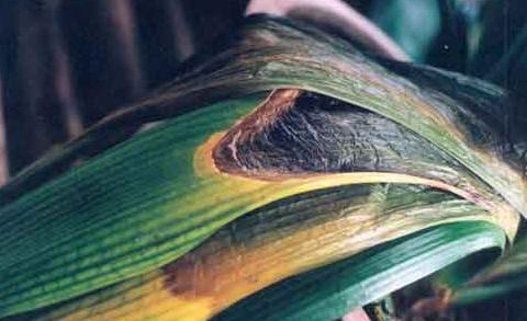 君子兰怎么养最好看看专家怎么说,最贵君子兰9999万图片