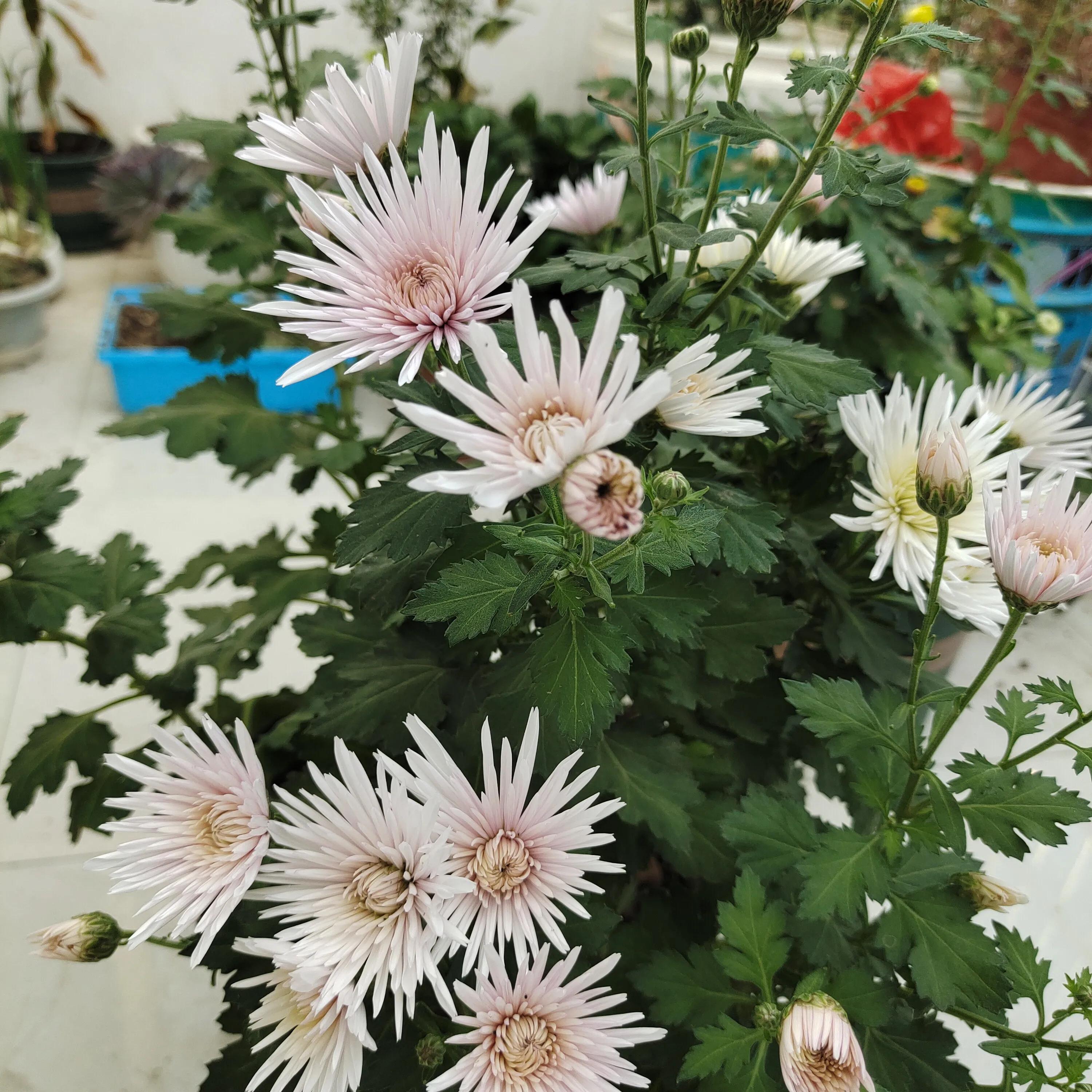 菊花苗怎样种植成活率高,拼多多上买的菊花种子是真的