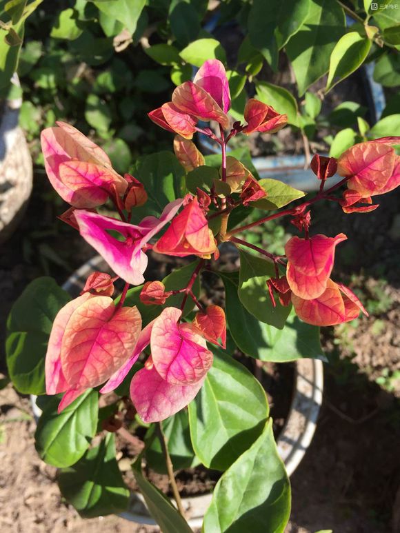 三角梅10大勤花品种,三角梅勤花十大品种