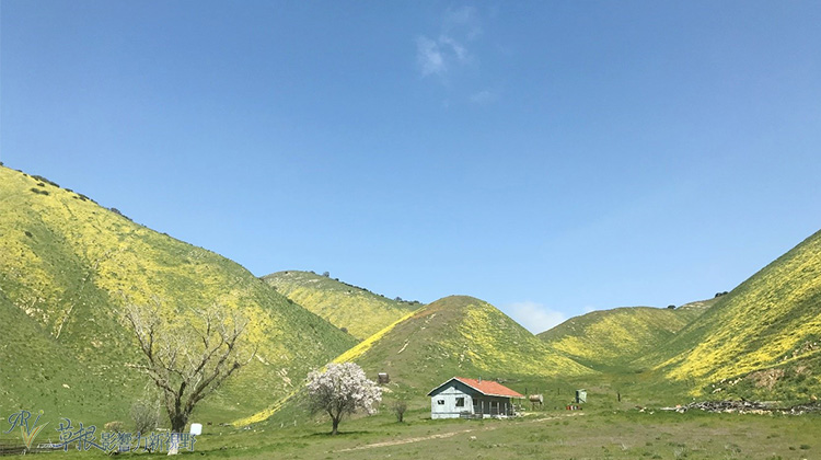 加州野花,加州野花的视频