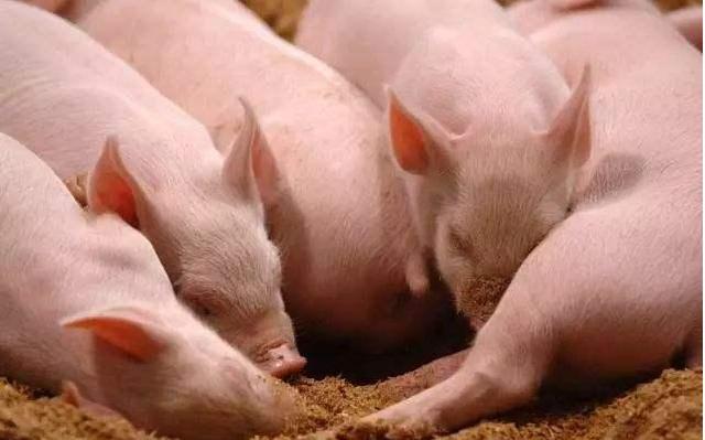 仔猪水肿病症状及治疗方法,仔猪水肿病怎么治疗最好