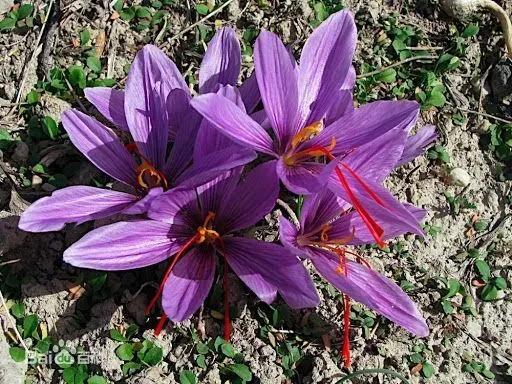 椹崥澹殑娣卞害璁茶В,钘忕孩鑺辩殑涓嵂鏁呬簨