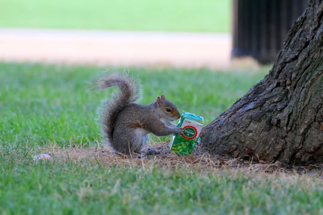 野生动物之奇幻旅游,与野生动物近距离接触的惊险之旅