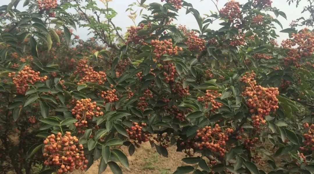 从智慧农村大姐卖花椒，感悟电机推广中隐藏着的营销技巧