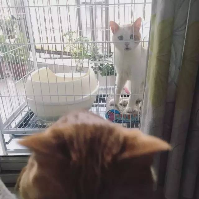 她救下一只得皮肤病脾气巨差的猫咪，花了两个月变身软萌美喵