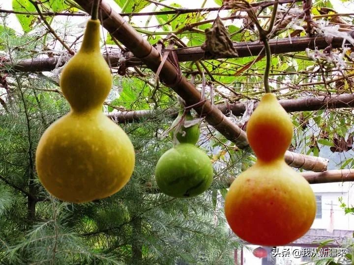 生活能手小葫芦，是*疆新**艺术的“灵感缪斯”