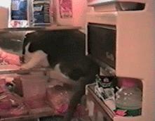 猫能被东西卡住动不了吗,猫好像被什么东西卡住一样