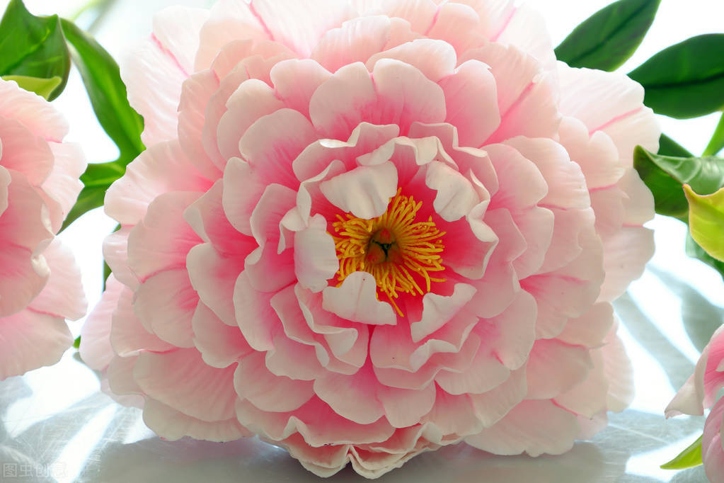 送花100个常识,送花常识