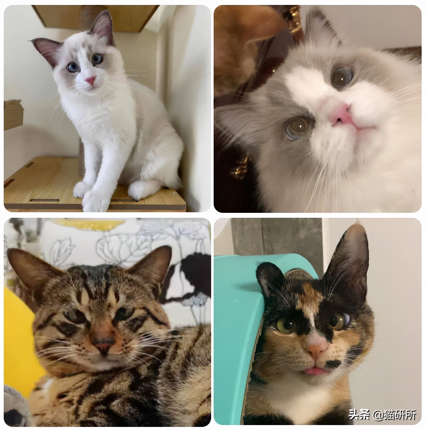 猫咪斗鸡眼是什么意思,猫咪斗鸡眼困倦不爱动微微颤抖