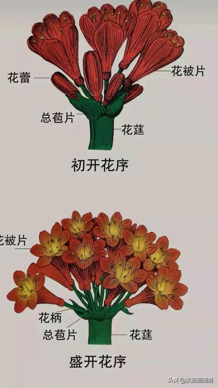 君子兰小苗移栽视频,购买优质君子兰小苗