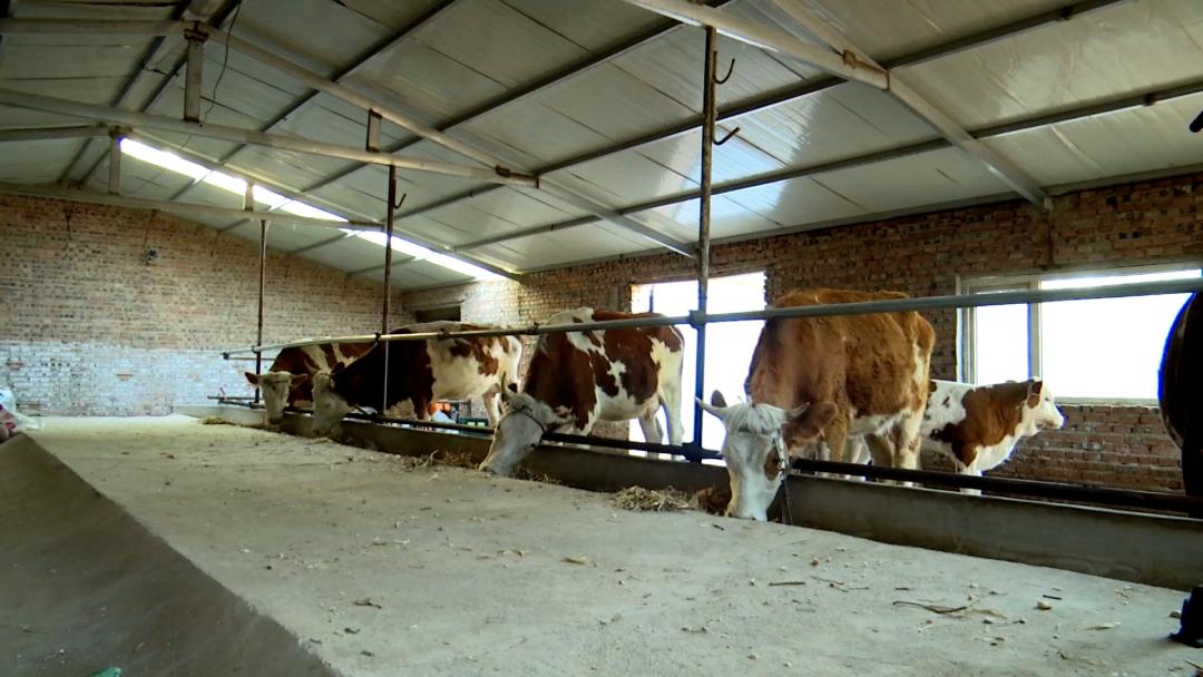 蒙古马精神脱贫,弘扬蒙古马精神