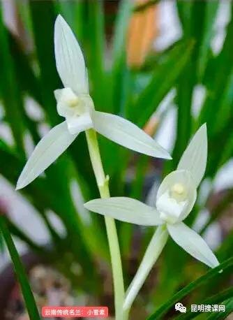 2022年高考语文新高考一卷作文,2022新高考一卷高考语文作文