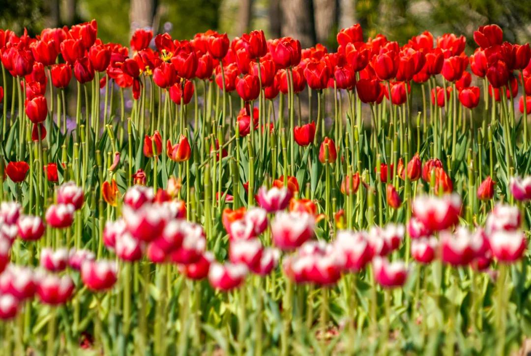 时光清浅秋意阑珊,时光清浅浮世清欢