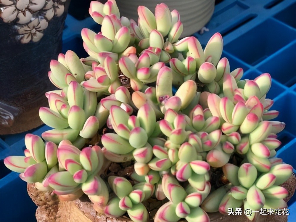 小天狗天狗之舞多肉区别,多肉小天狗跟天狗之舞的区别