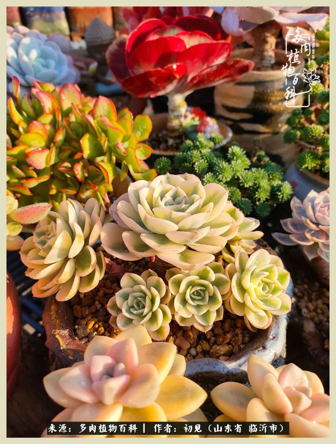 和多肉植物相伴,和多肉相处的心情