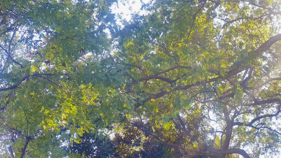 这才是真正的南京,这两天南京的温度是多高