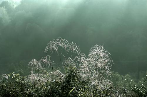 储劲松作品,岳西籍作家储劲松